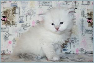 Female Siberian Kitten from Deedlebug Siberians